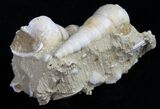 Beautiful Fossil Turritella Cluster - France #10326-2